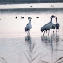 cranes in water 2