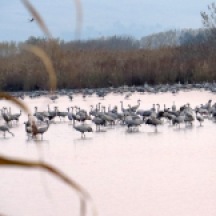 cranes in water 3
