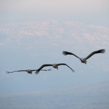 three cranes in flight