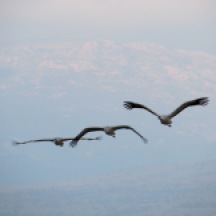 three cranes in flight